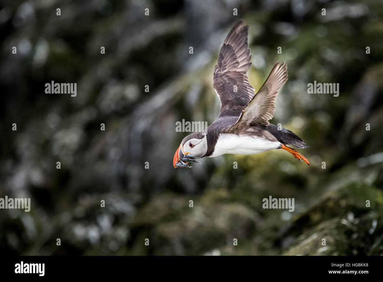 Frailecillo (Fratercula) con Lanzón Farne Islands, REINO UNIDO Foto de stock