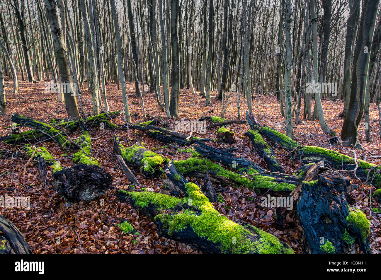 Bosque en invierno, musgo y hojas de árboles muertos, ramas de árboles, troncos de árbol, Foto de stock