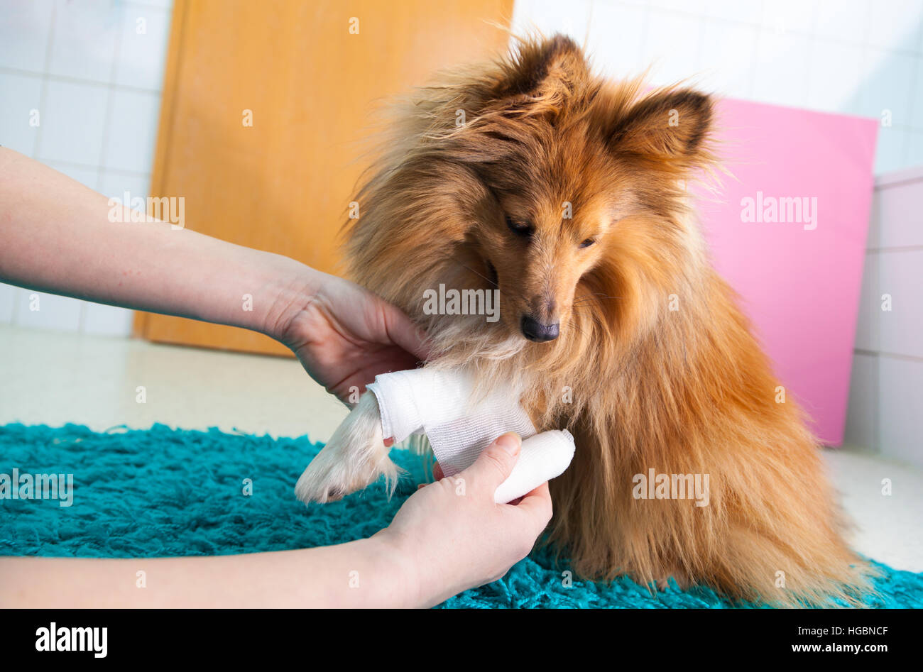 Venda un humano ovejero Shetland en el baño. Foto de stock