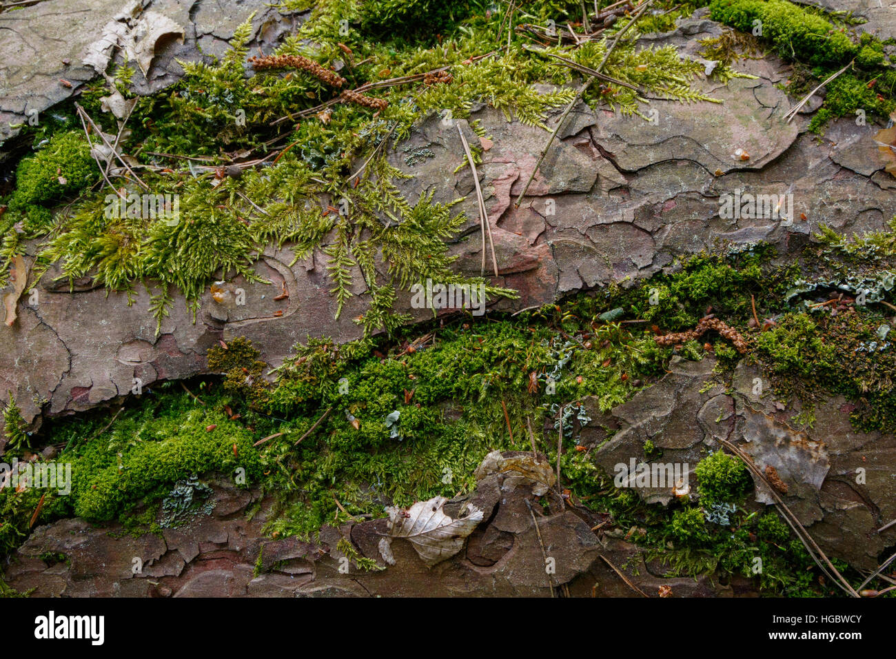 Corteza de pino con algunas especies de musgos closeup, el bosque de Bialowieza, Polonia, Europa Foto de stock