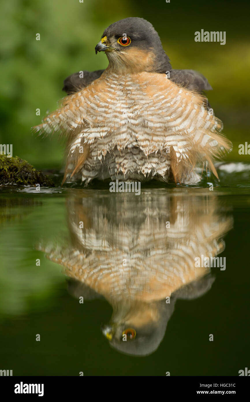 El Gavilán (Accipiter nisus) bebiendo con su reflexión Foto de stock