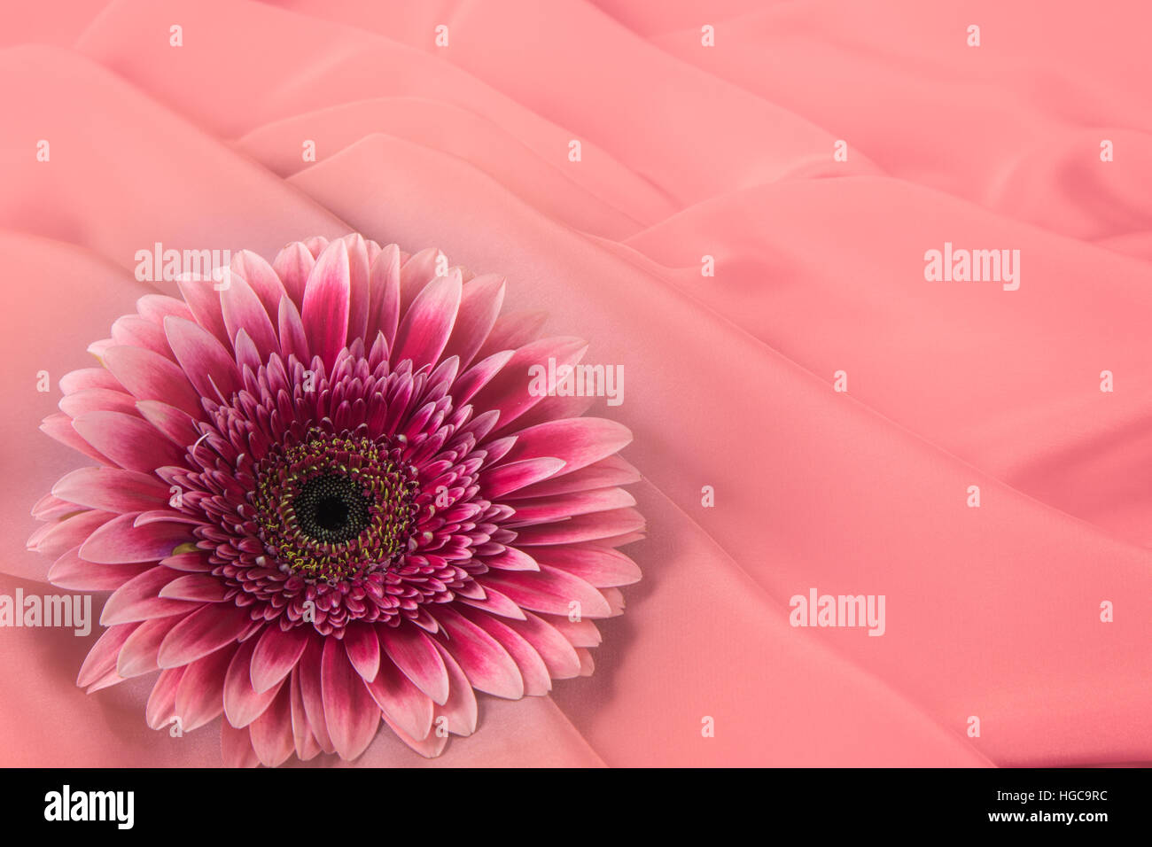 Una gerbera flor sobre un fondo de tela de color de seda Fotografía de  stock - Alamy
