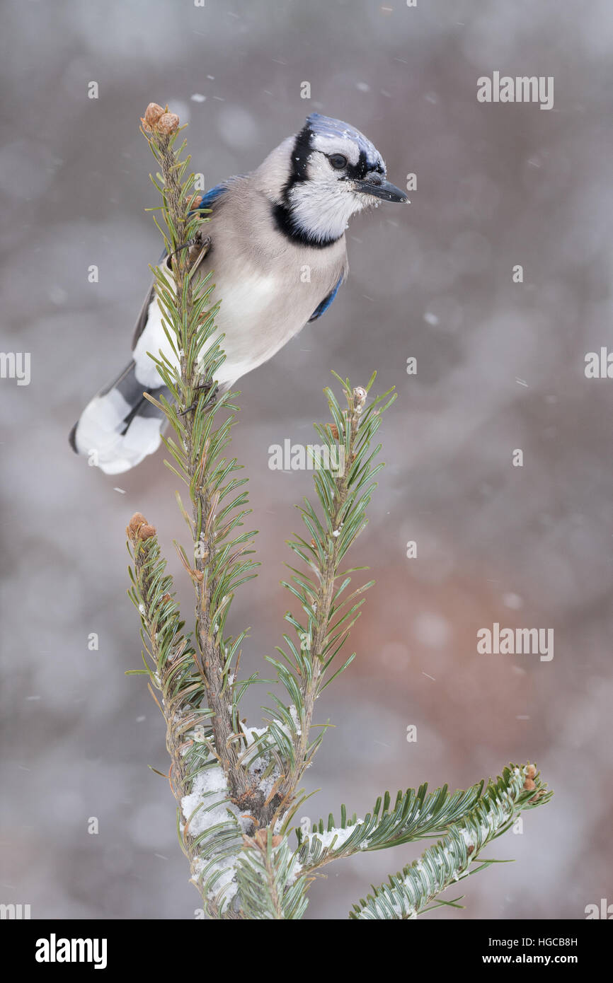 Blue Jay en la tormenta de nieve. Foto de stock