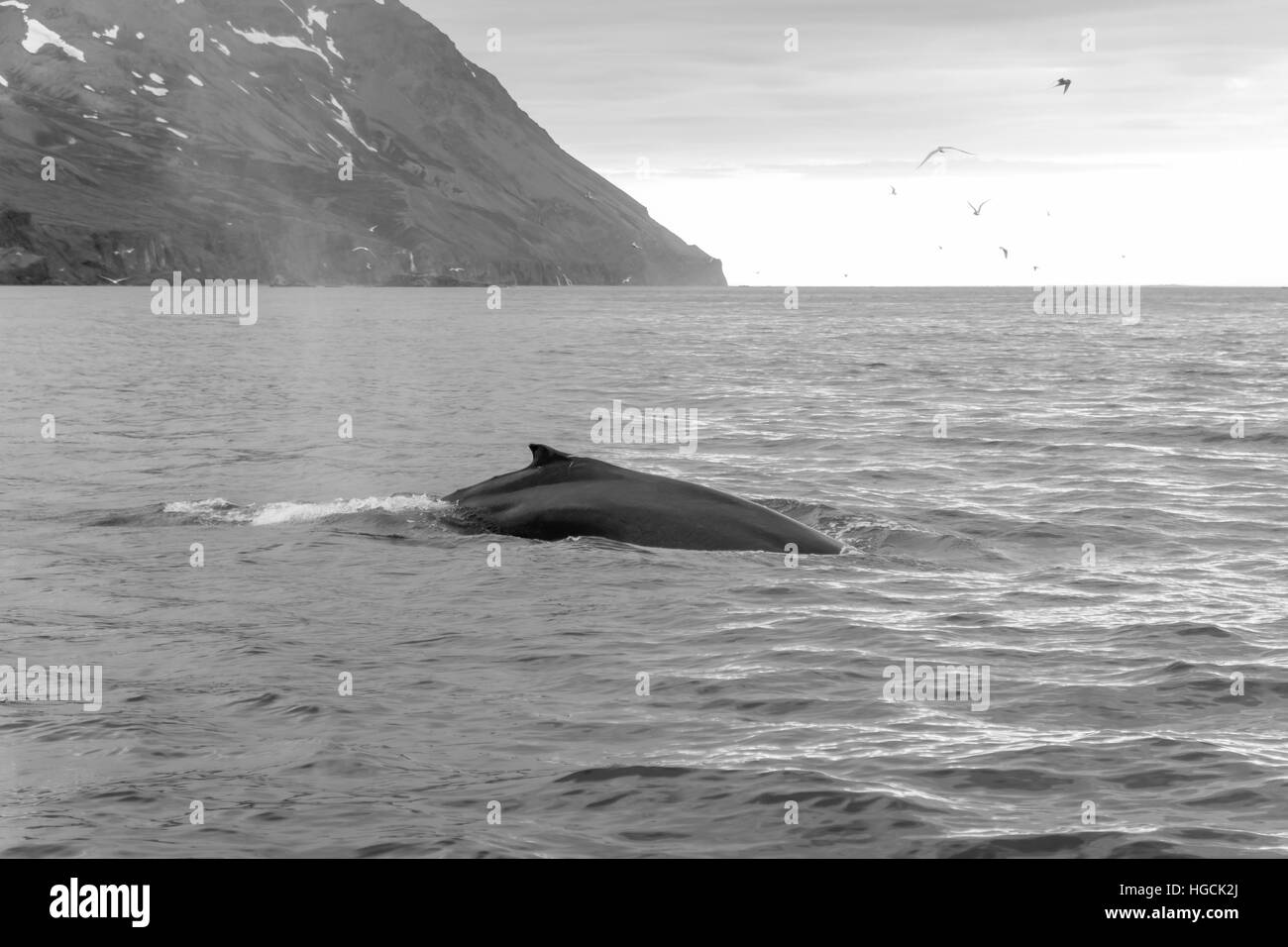 Una copia de una ballena, cerca de Husavik, al nordeste de Islandia Foto de stock