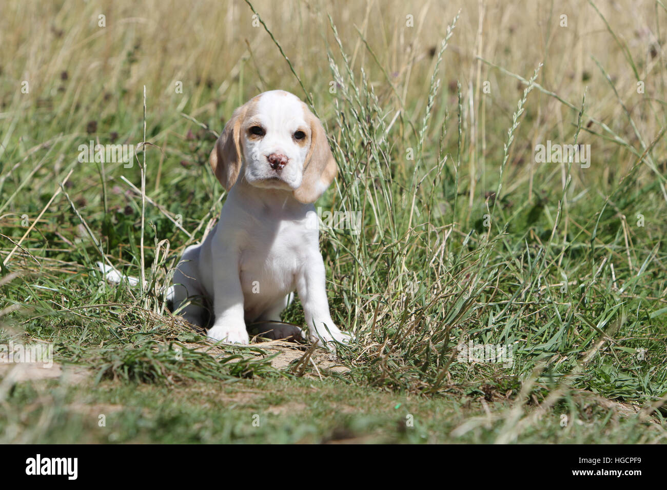 Perro cachorro Beagle sentado Foto de stock