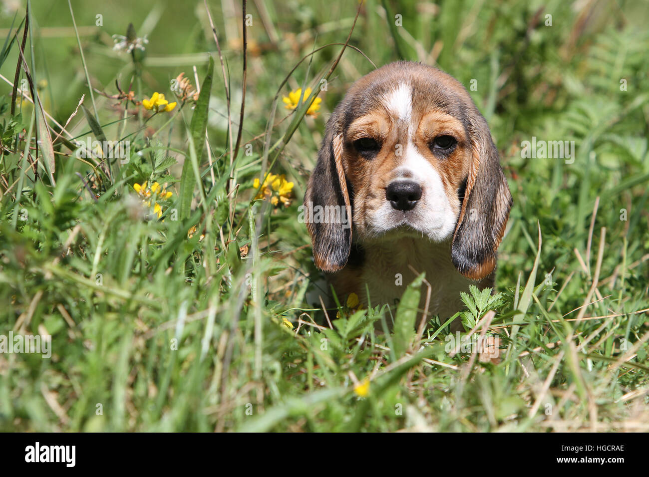 Perro cachorro Beagle sentado Foto de stock