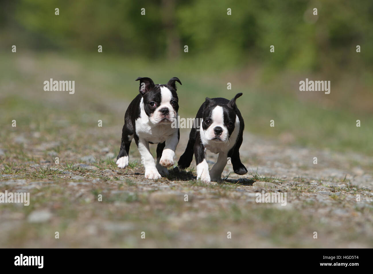 Perro perros Boston Terrier negro con blanco dos cachorros cachorro  ejecutando Fotografía de stock - Alamy