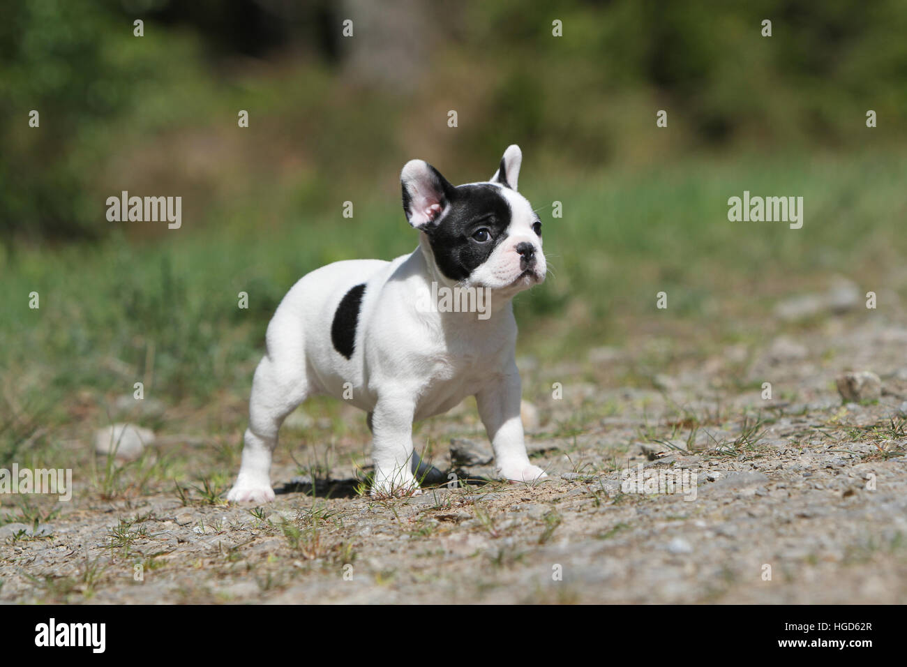 Perro Bulldog Francés / Bouledogue Français Pied cachorro de pie frente