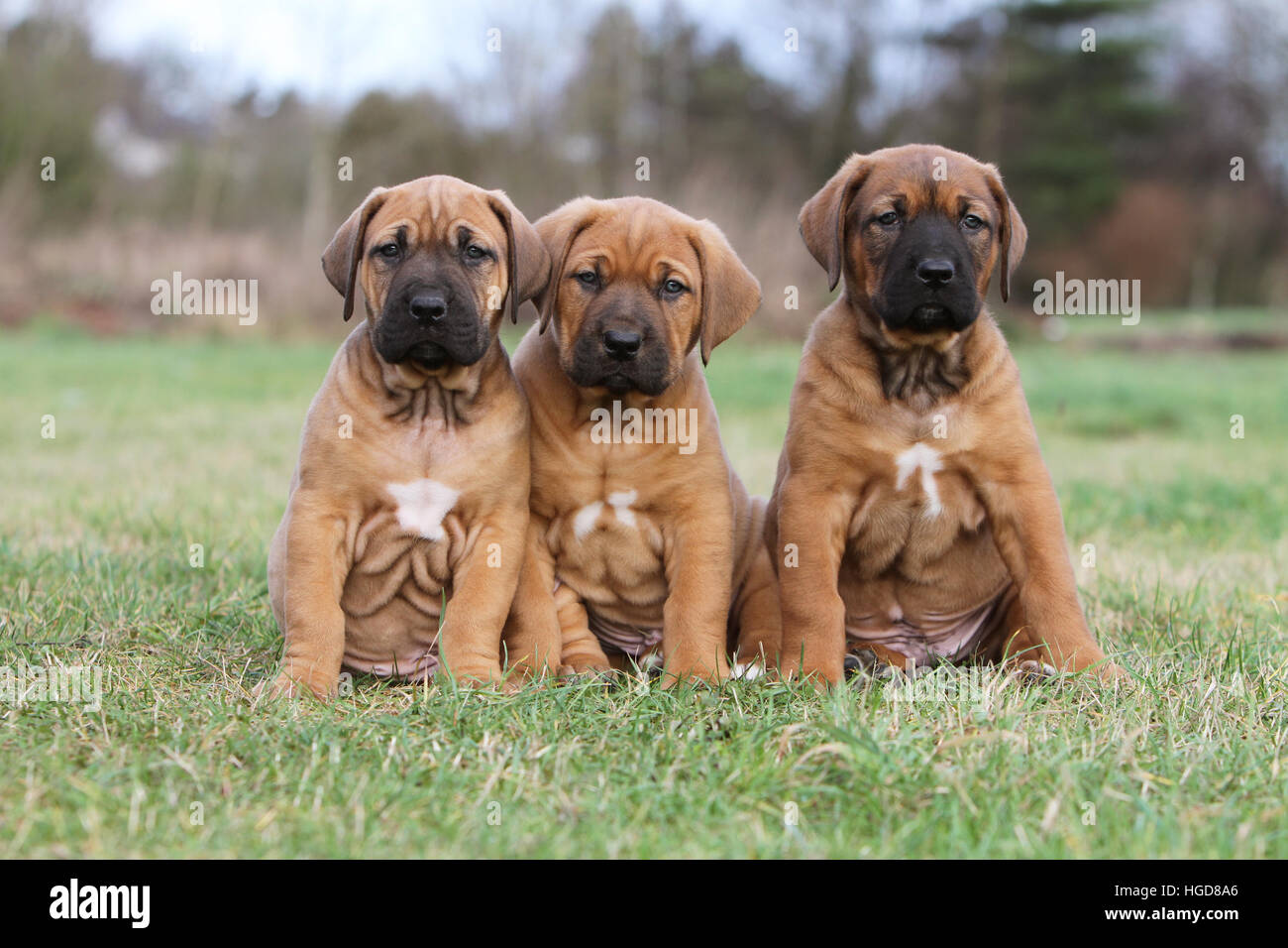 Perro Tosa Inu / Japonés Mastiff tres cachorros sentado en