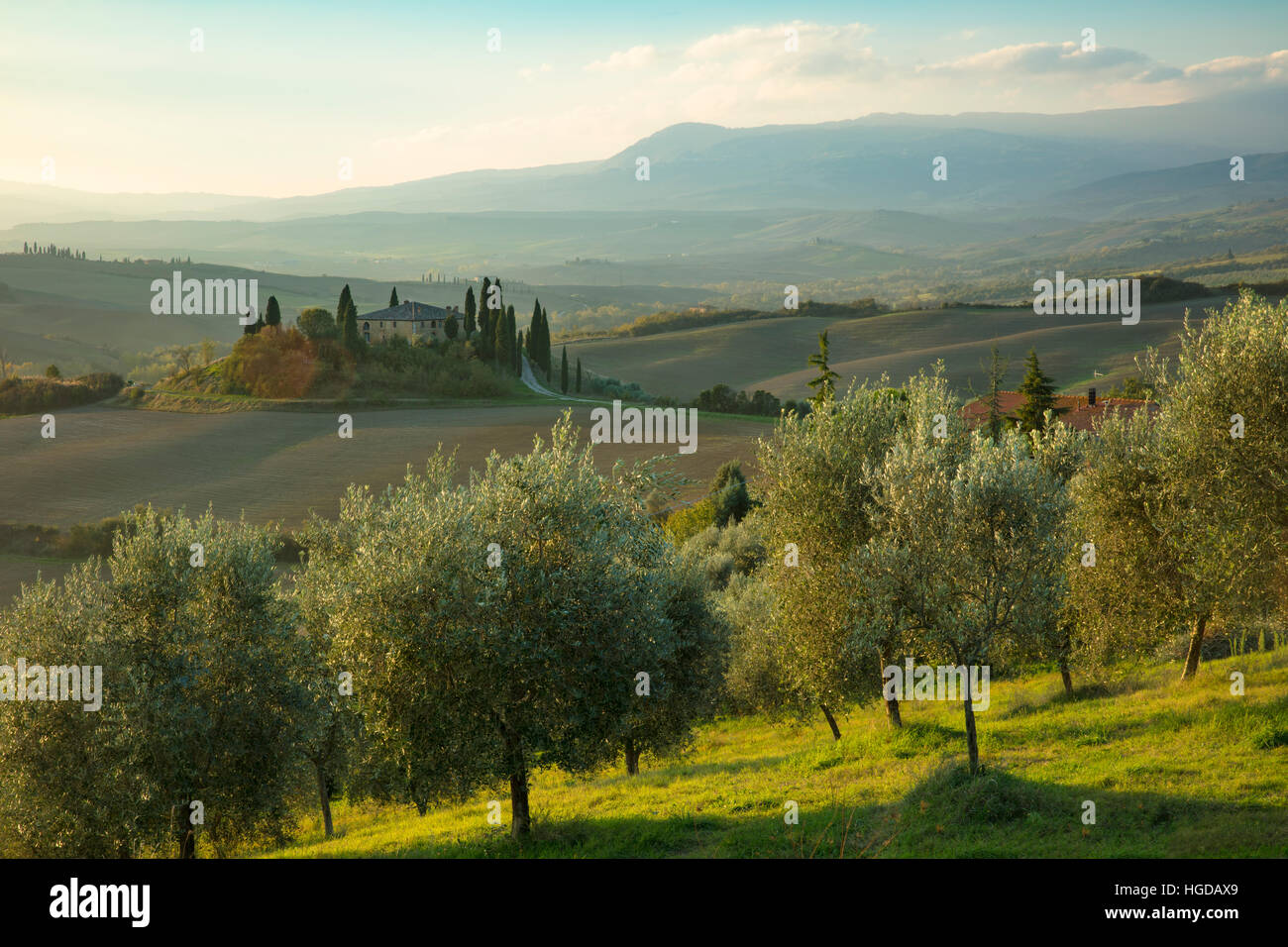Temprano en la mañana a través de olivar y el Belvedere cerca de San Quirico d'Orcia, Toscana, Italia Foto de stock