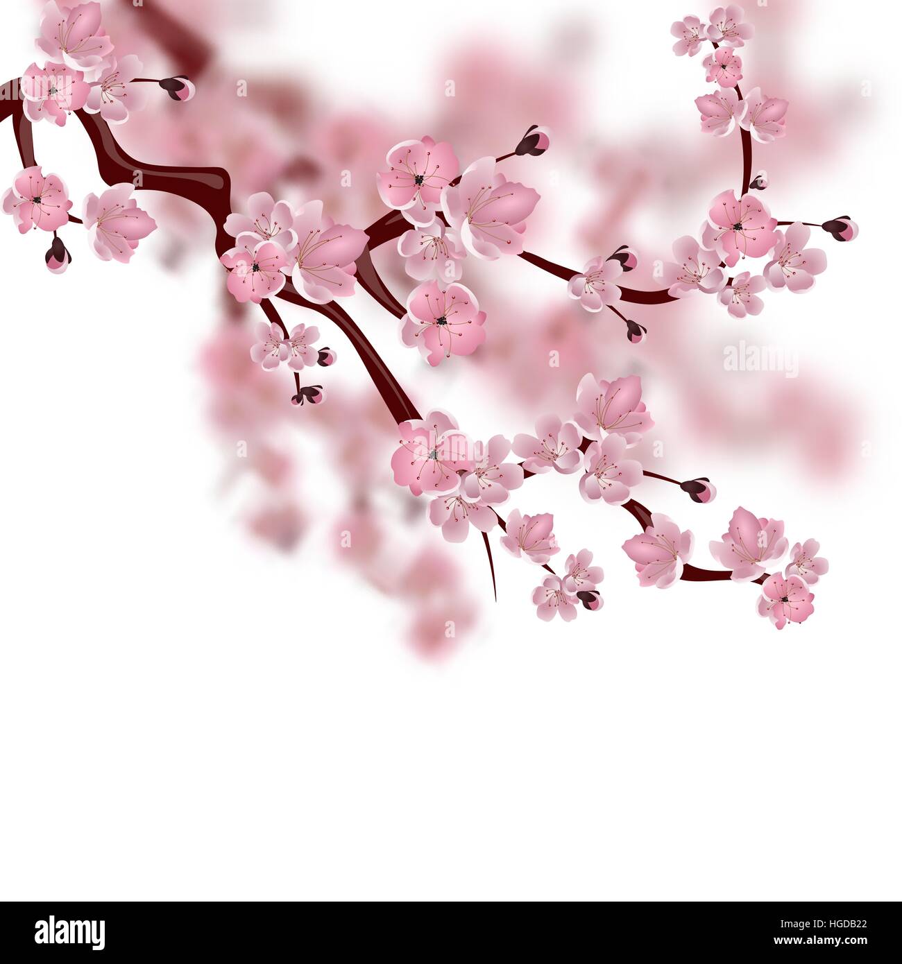 Cerezo japonés. Una rama de rosa sakura en flor. Aislado sobre fondo blanco  con ilustración de tonos Imagen Vector de stock - Alamy