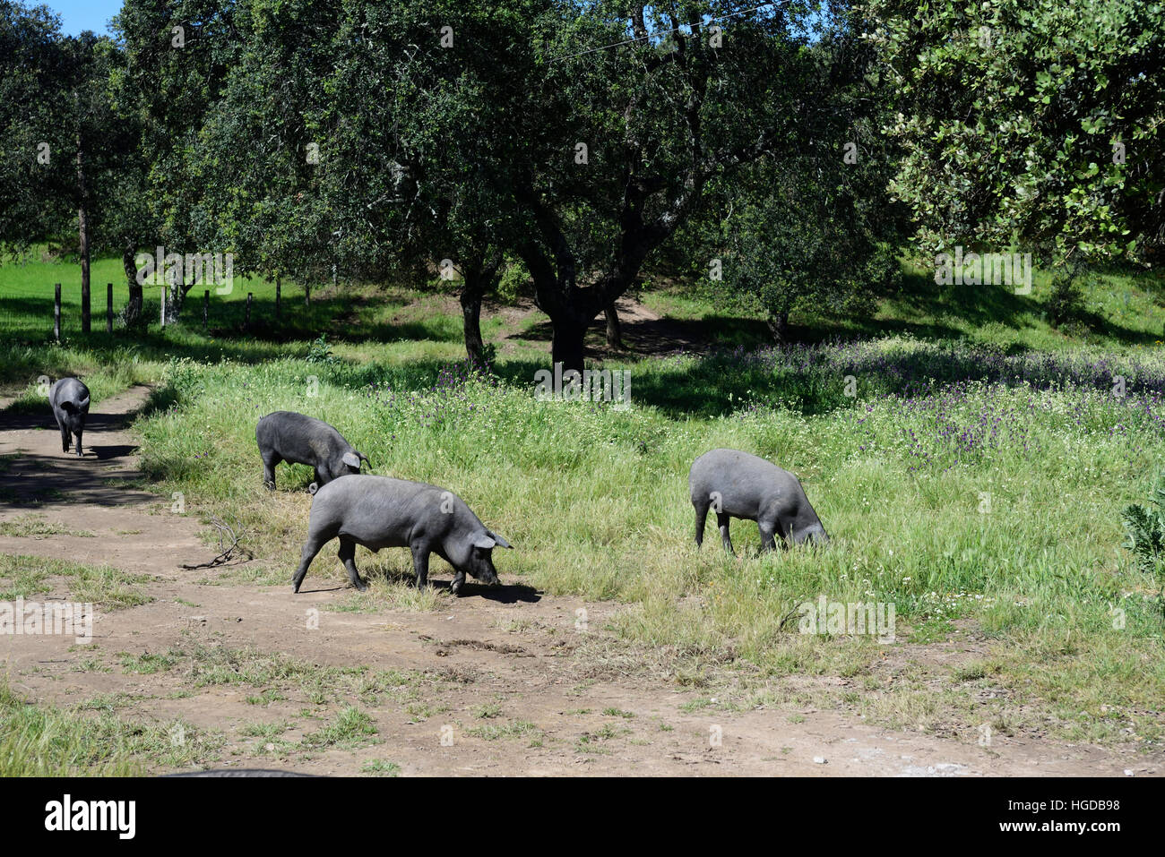Cerdo ibérico en Andalucía Foto de stock