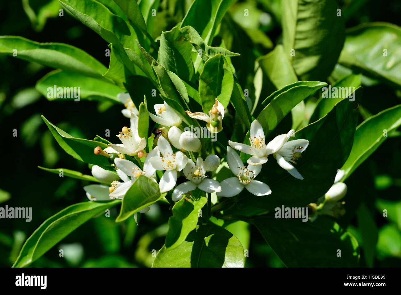 Azahar, Citrusxsinensis, Foto de stock