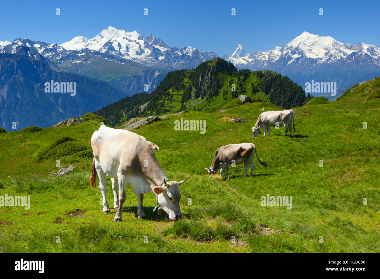 Alpes Suizos, Mischabel, Cervino, Weisshorn, Valais, Suiza Foto de stock