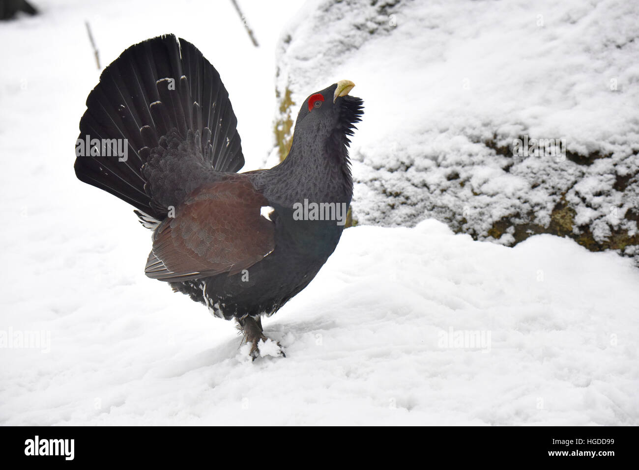 Madera polla grouse Foto de stock