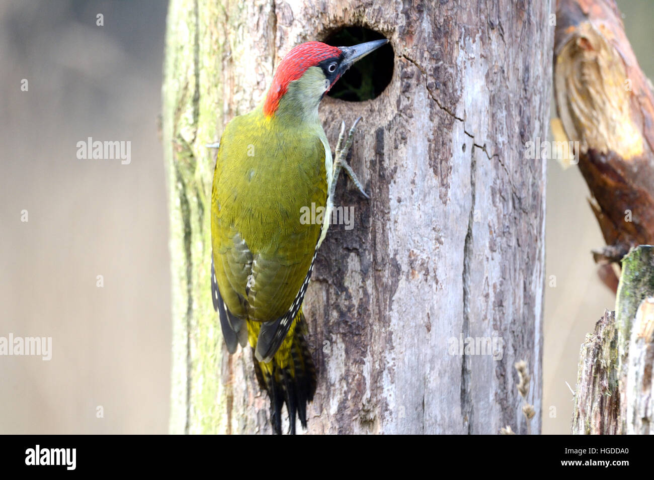 Pájaro carpintero verde Foto de stock