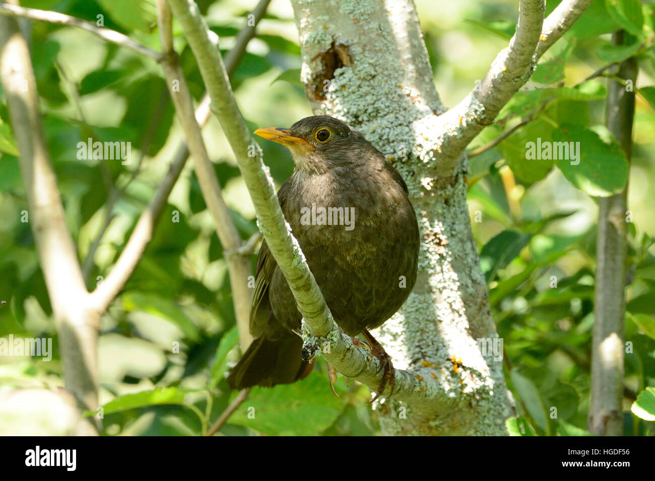 Pájaro Negro, Turdus merula, Foto de stock