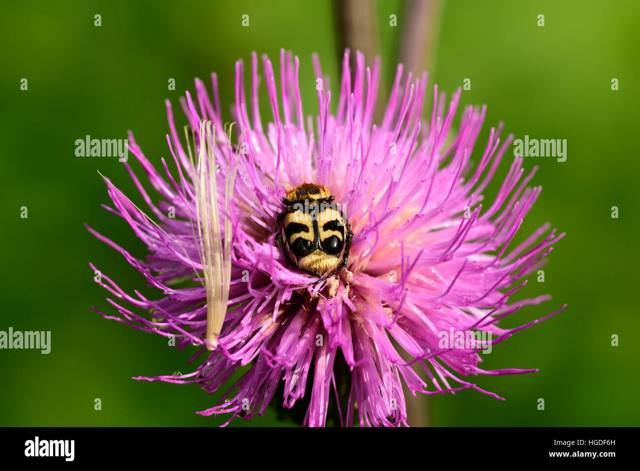 Escarabajo de la abeja, Trichium fasciatus, Foto de stock