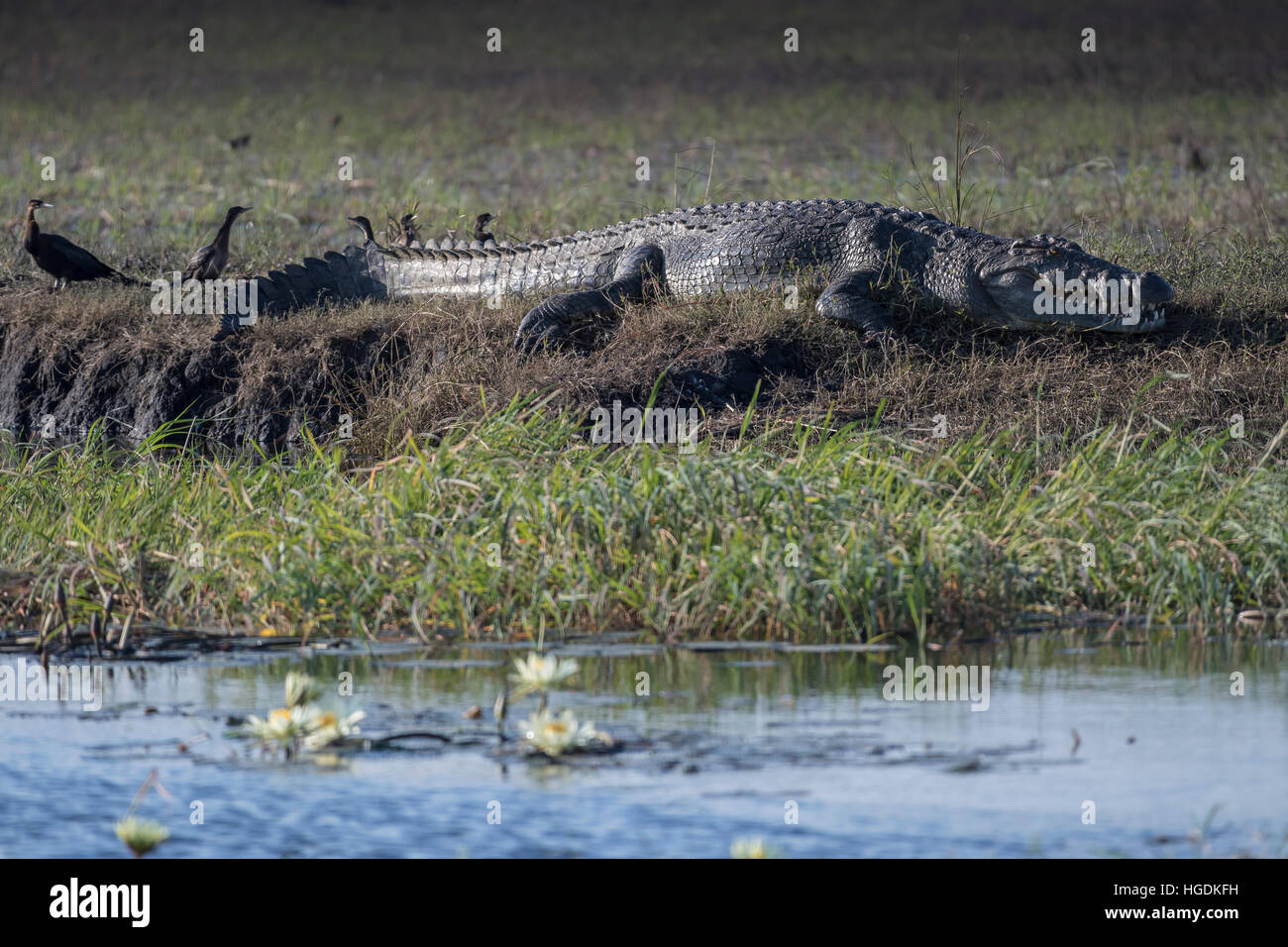 El cocodrilo del Nilo (crocodilus niloticus) en la costa, el Parque Nacional Chobe, río Chobe, Botswana Foto de stock