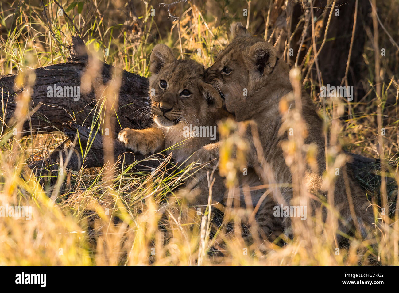 Cachorros de León (Panthera leo) jugando, el Parque Nacional Chobe, Botswana Foto de stock