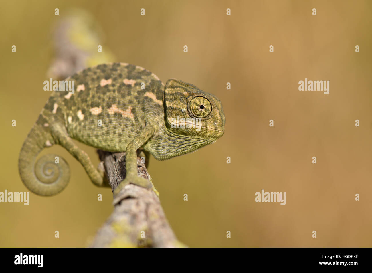 Ordinarias o Unión Chameleon (camaleón Chamaeleo), Algarve, Portugal Foto de stock