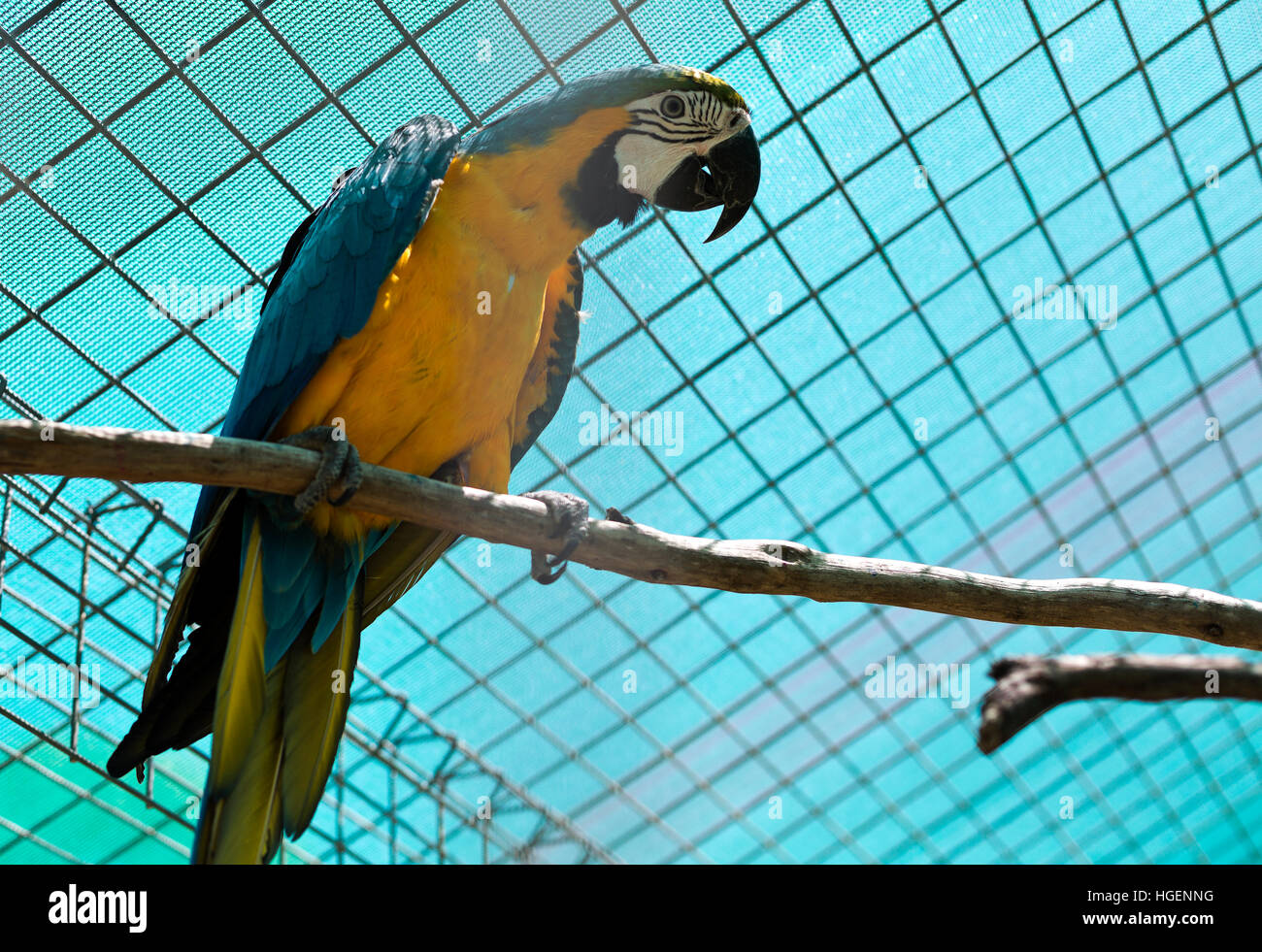 El guacamayo azul y amarillo (Ara ararauna) es un gran loro Sudamericano con partes superiores azul y amarillo en las piezas. Foto de stock