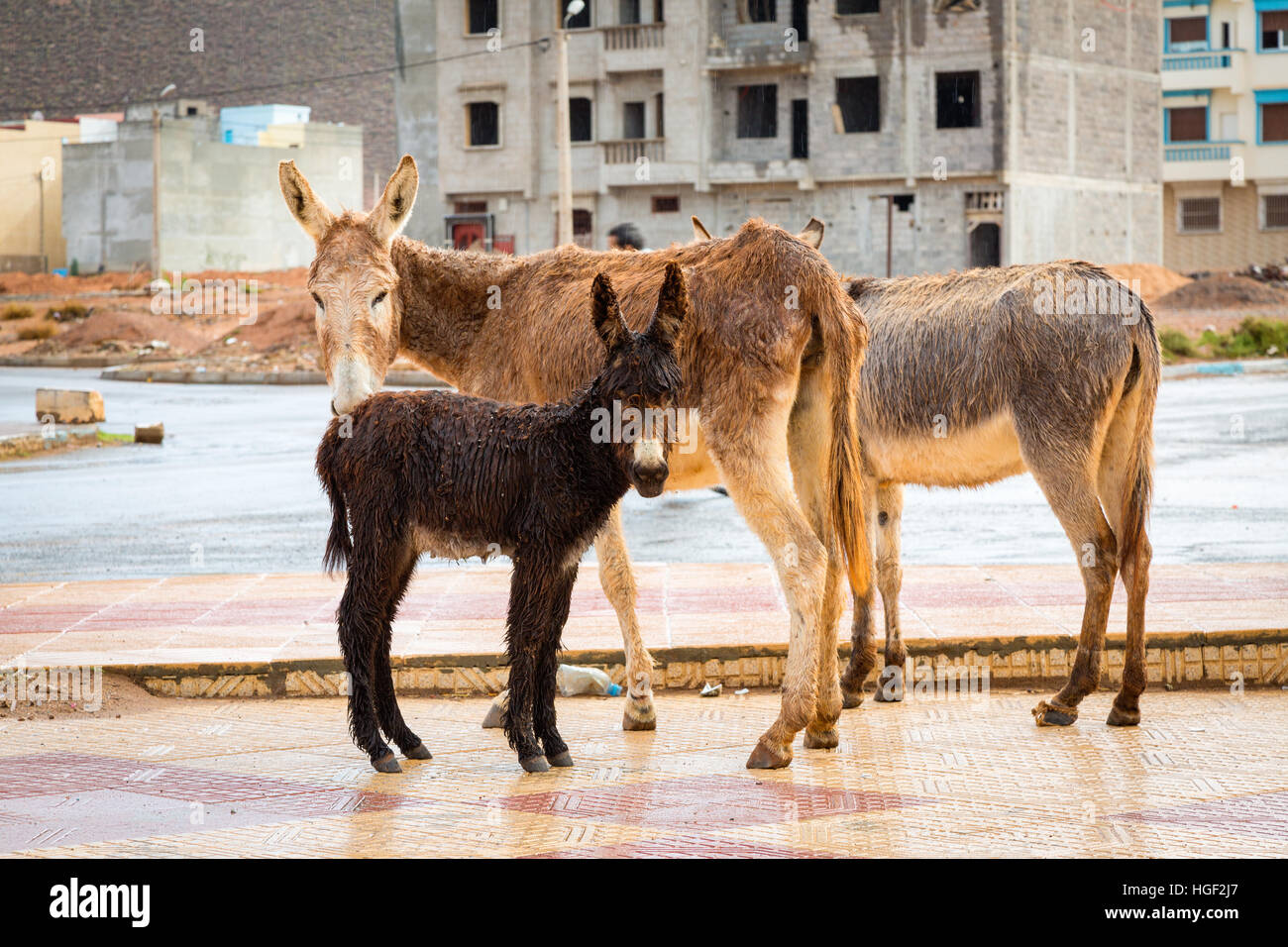 Burro en Marruecos es el más común de animales de trabajo. Foto de stock