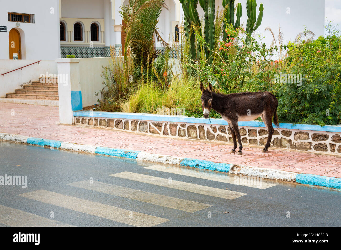 Burro en Marruecos es el más común de animales de trabajo. Foto de stock