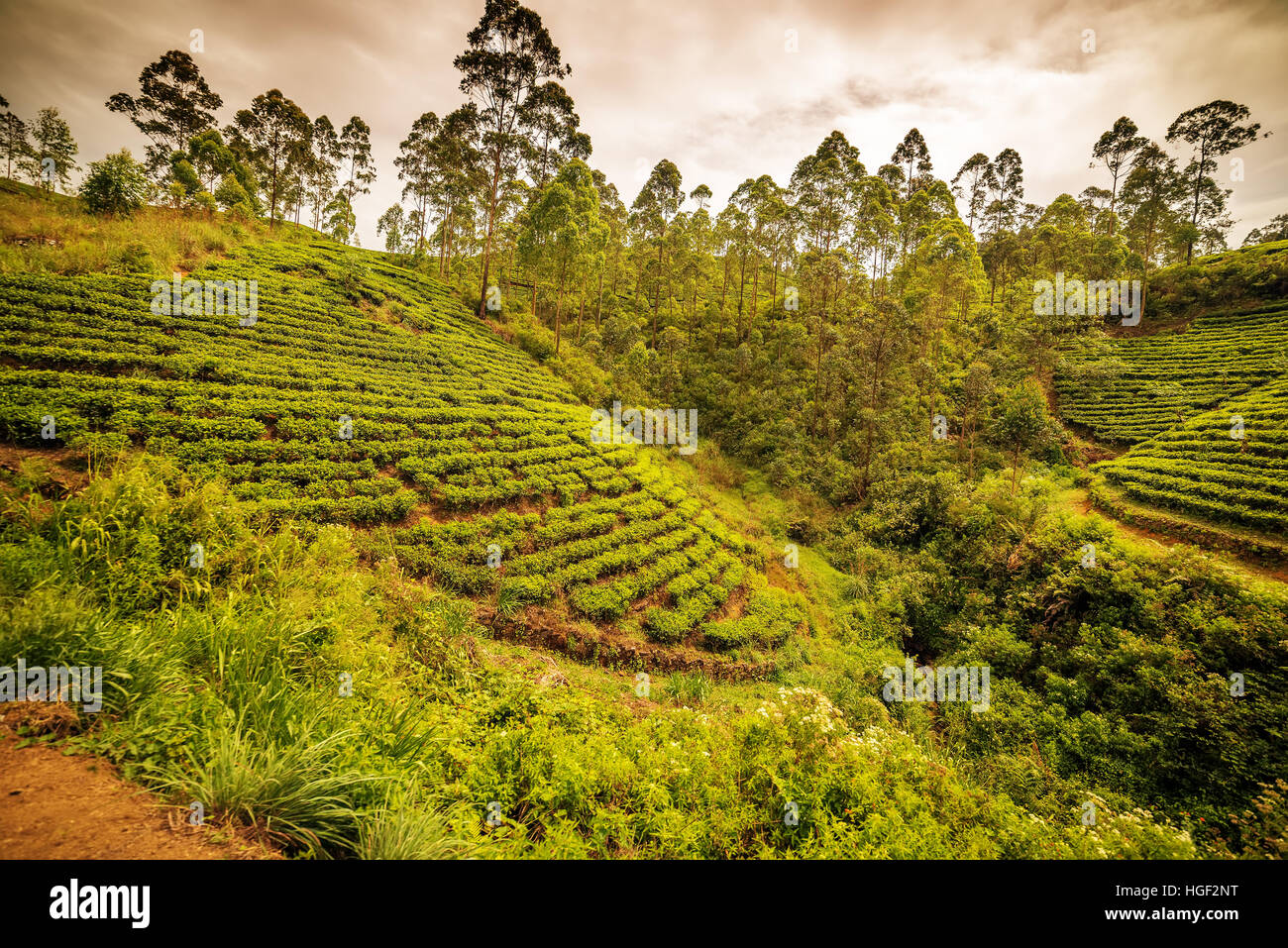 Sri Lanka: el famoso té de Ceilán highland campos Foto de stock