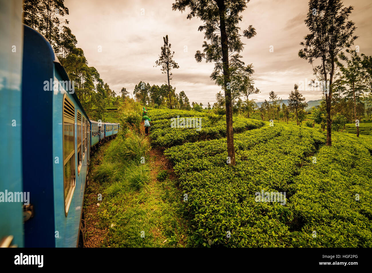 Sri Lanka: el famoso té de Ceilán highland campos Foto de stock