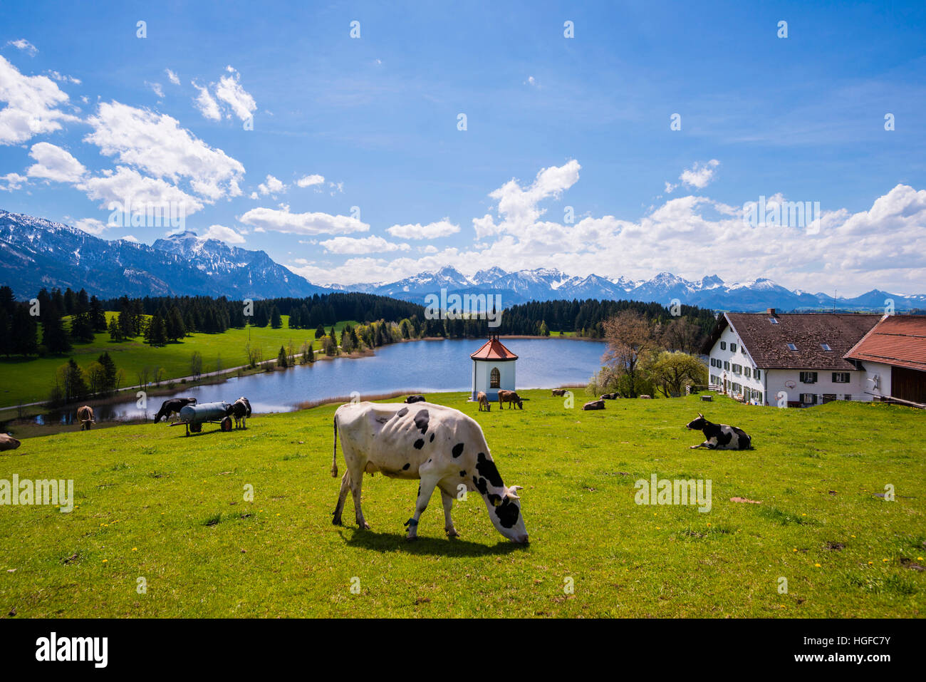 vacas en Baviera Foto de stock