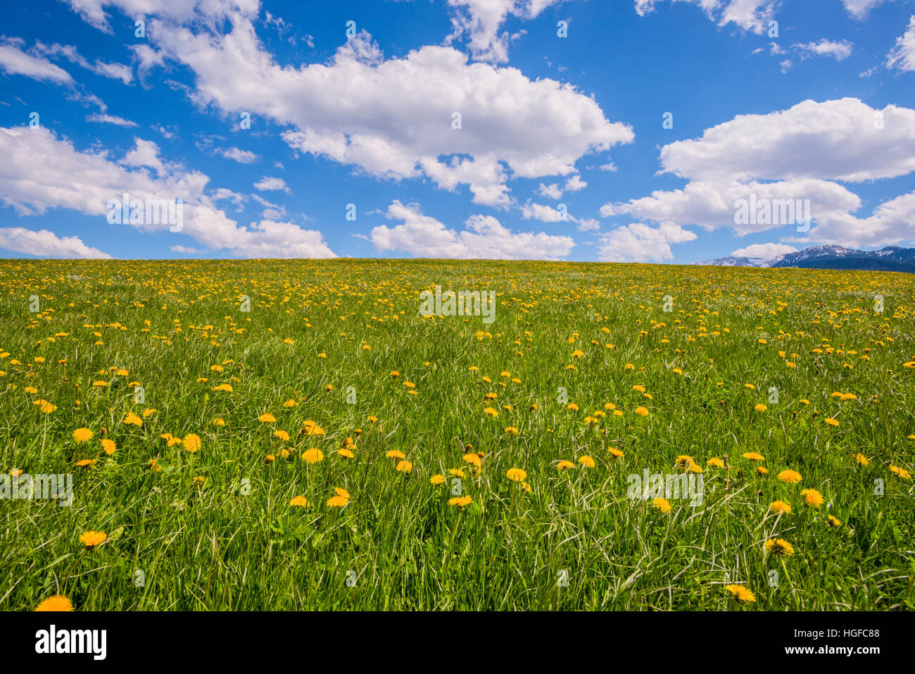 Meadow en Baviera Foto de stock
