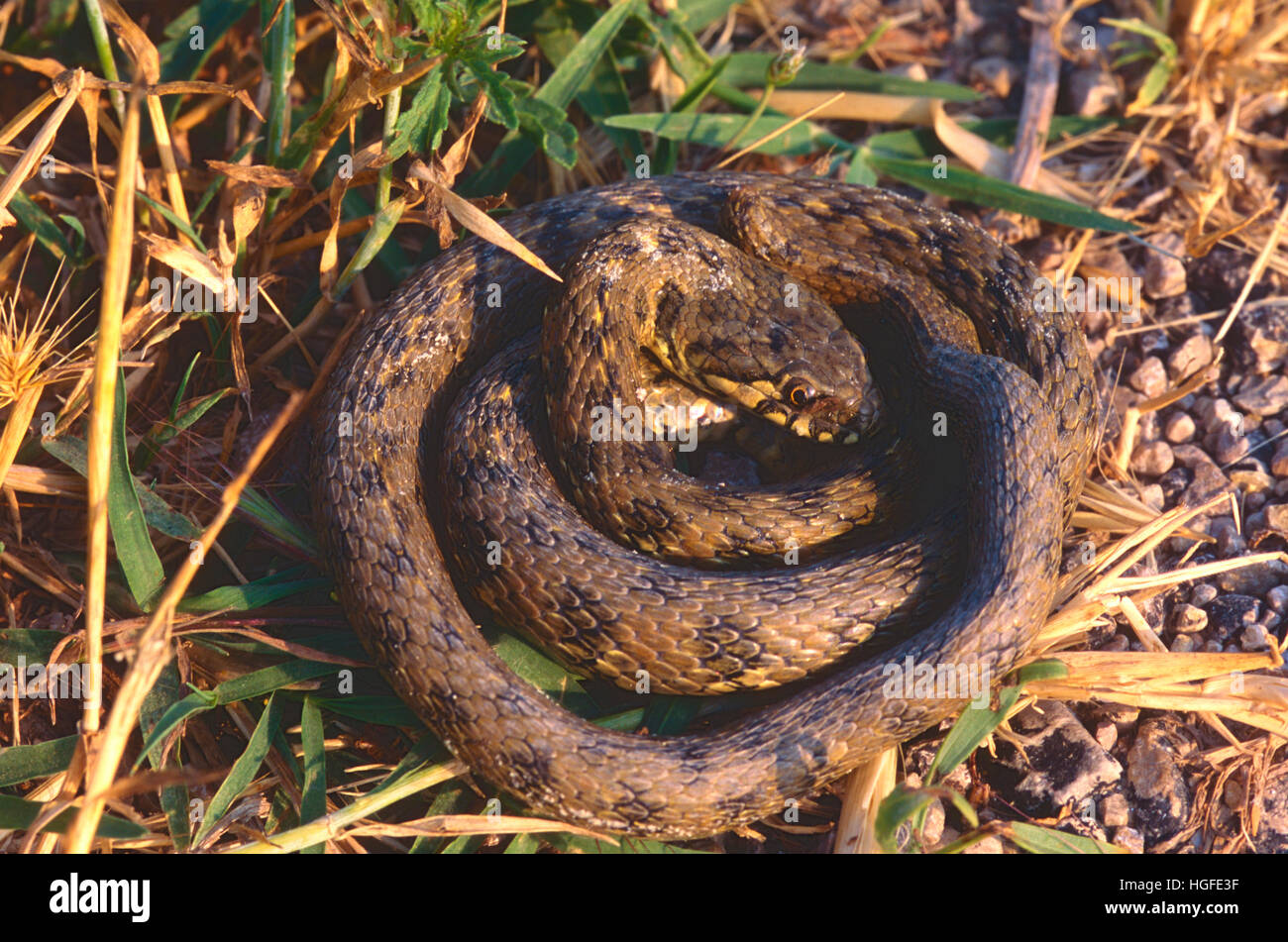 Viperine serpiente de agua, Natrix maura, Foto de stock