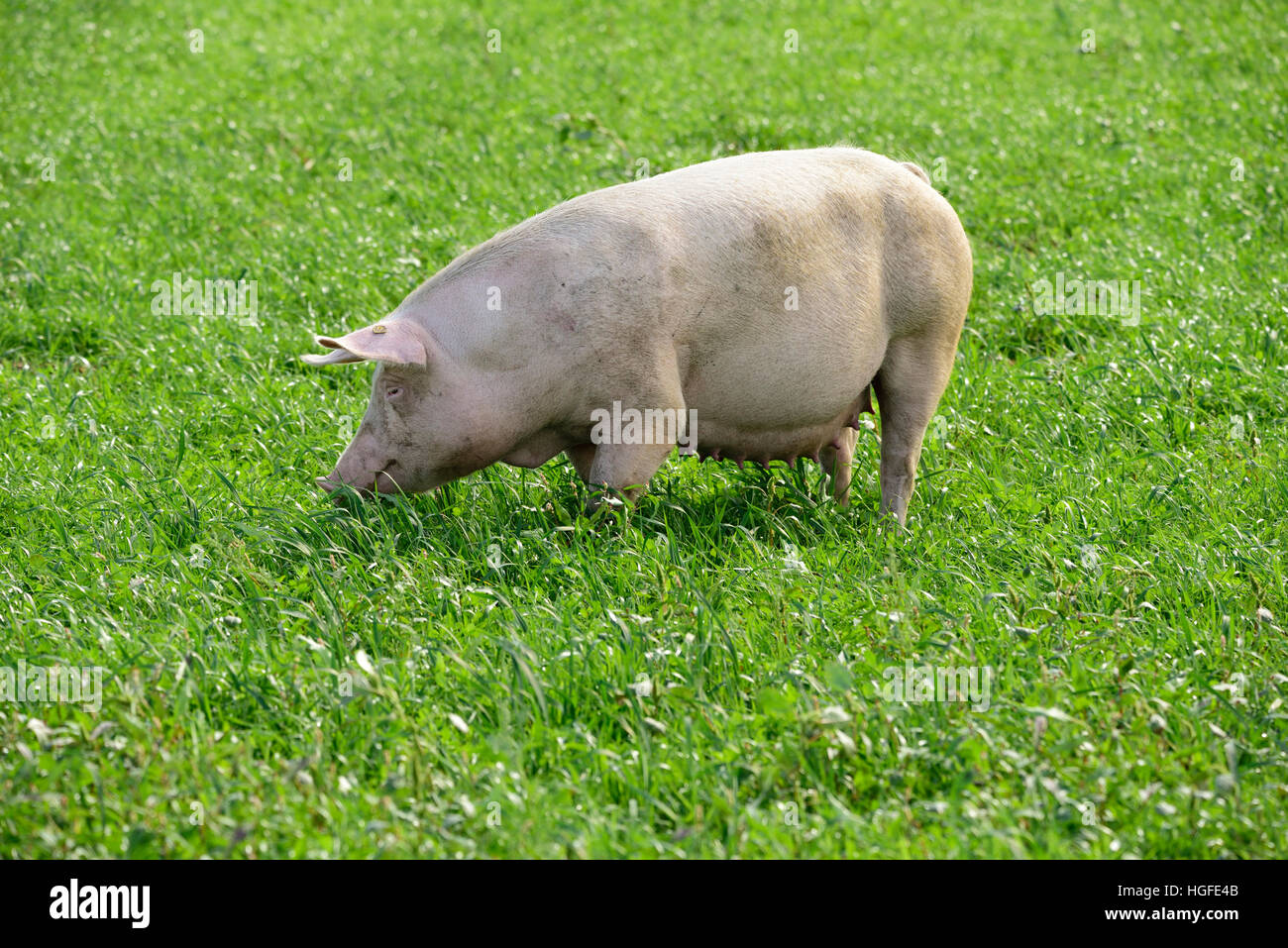 Cerdo, animales domésticos, Foto de stock