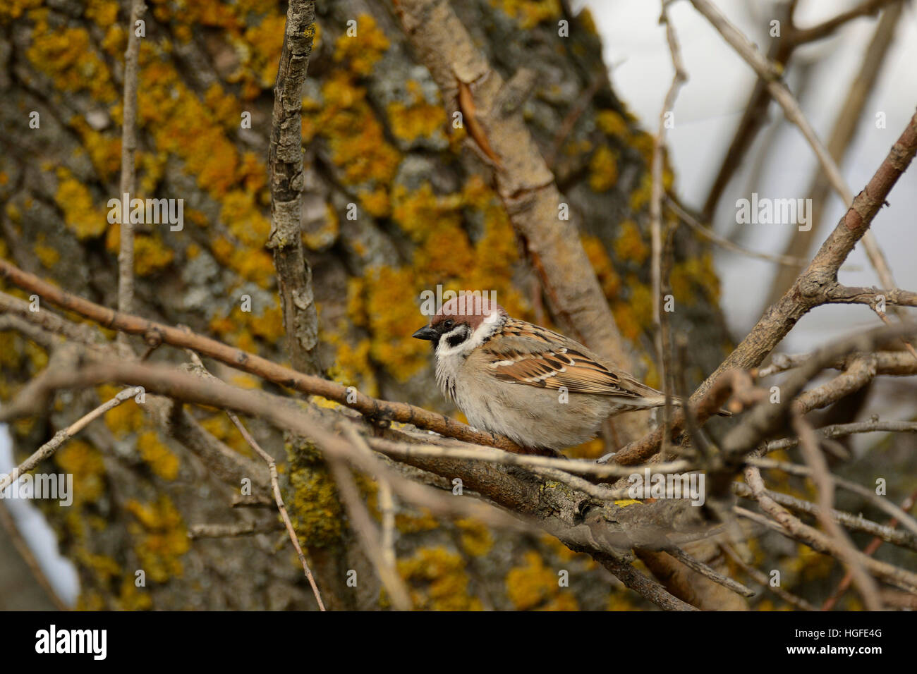Árbol de Eurasia, Sparrow Passer montanus, Foto de stock