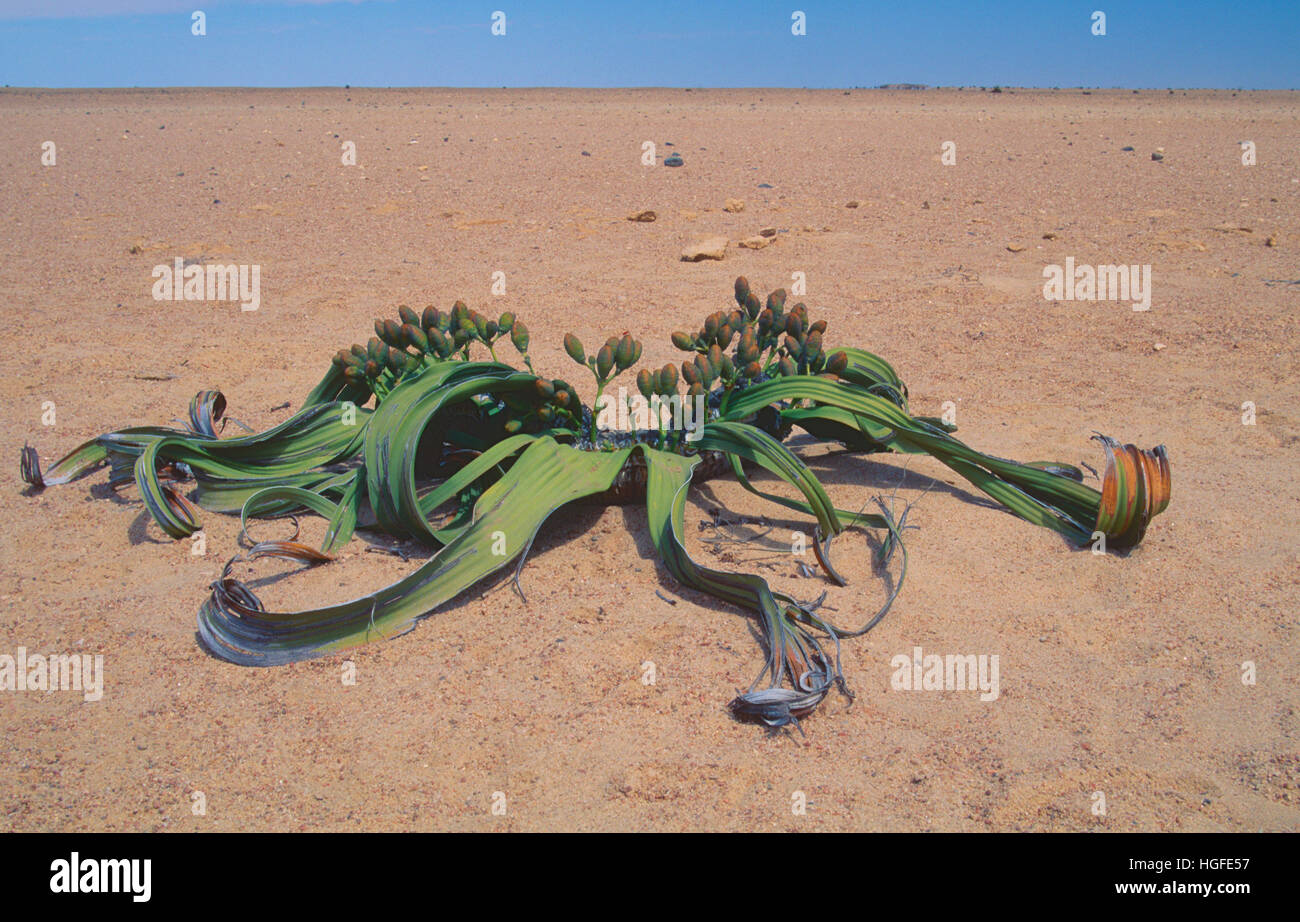 Welwitschia, Welwitschia mirabilis, Foto de stock