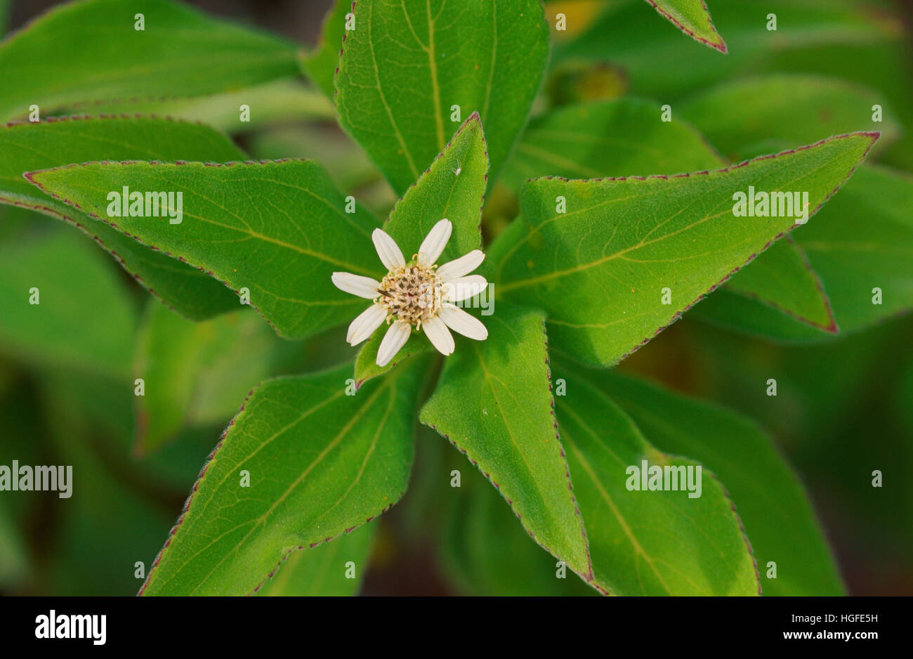 Scalesia affinis, Asteraceae, flor Foto de stock