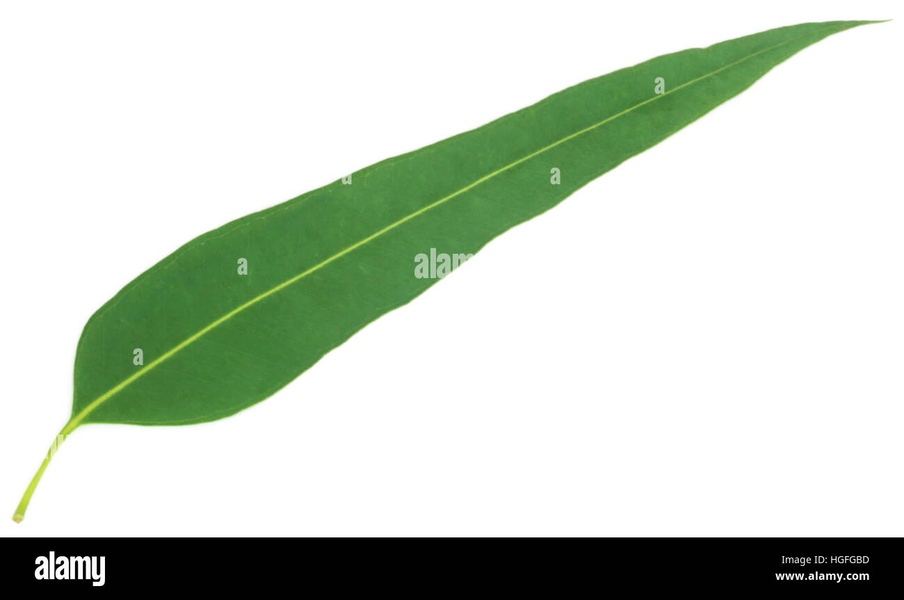 Hoja de eucalipto de valor medicinal sobre fondo blanco Fotografía de