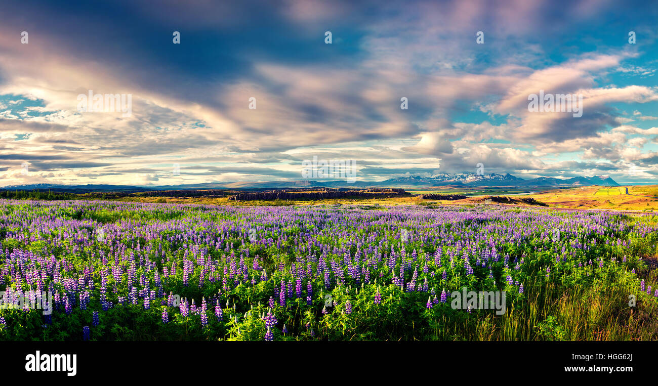 Típico paisaje islandés con campo de blooming lupino flores en el mes de junio. Soleada mañana de verano en la costa este de Islandia Foto de stock