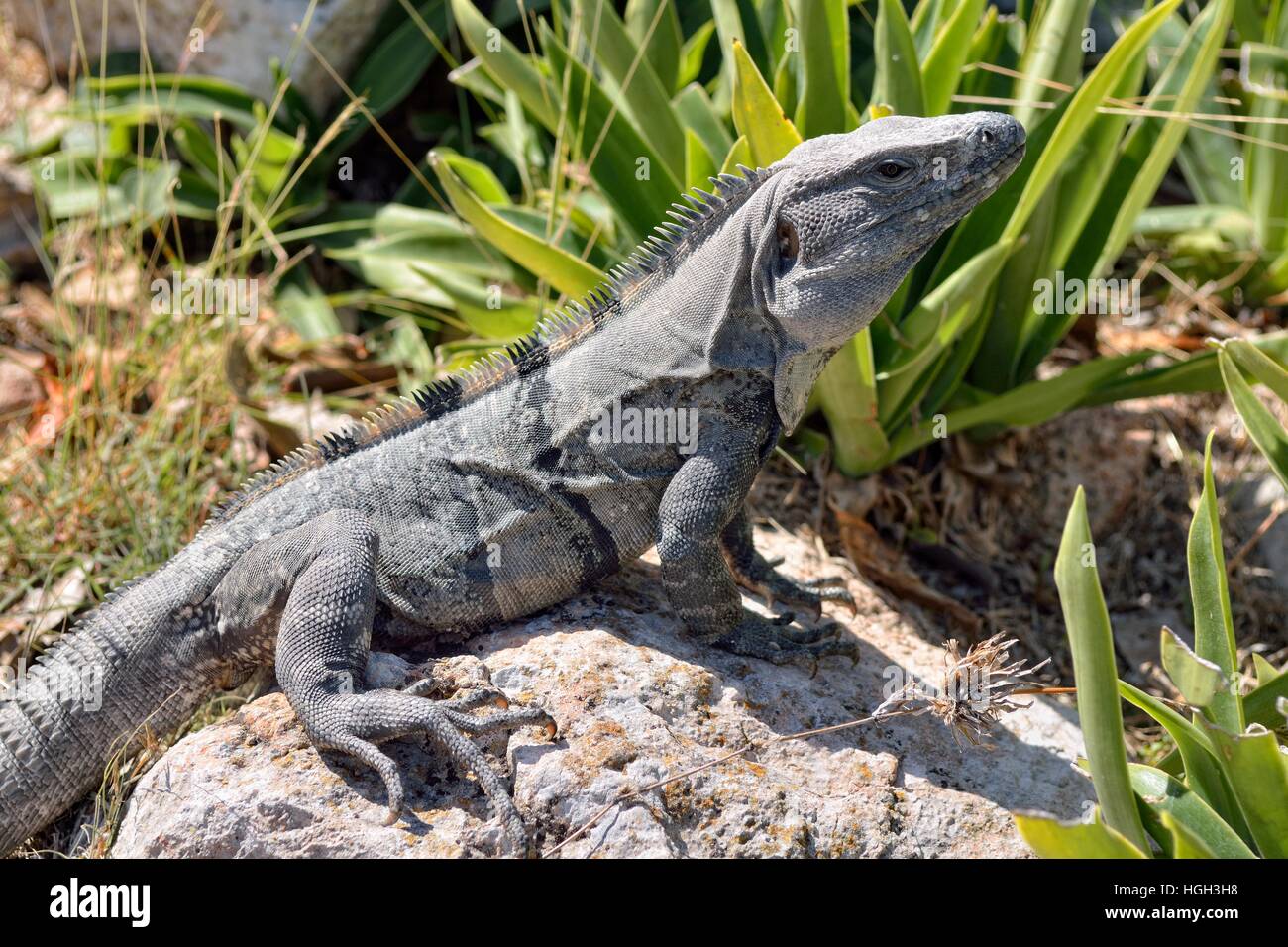 Negro Spiny-tailed iguana iguana, también el negro o negro ctenosaur (Ctenosaura similis) regodearse en la piedra, la ciudad maya de Uxmal Foto de stock