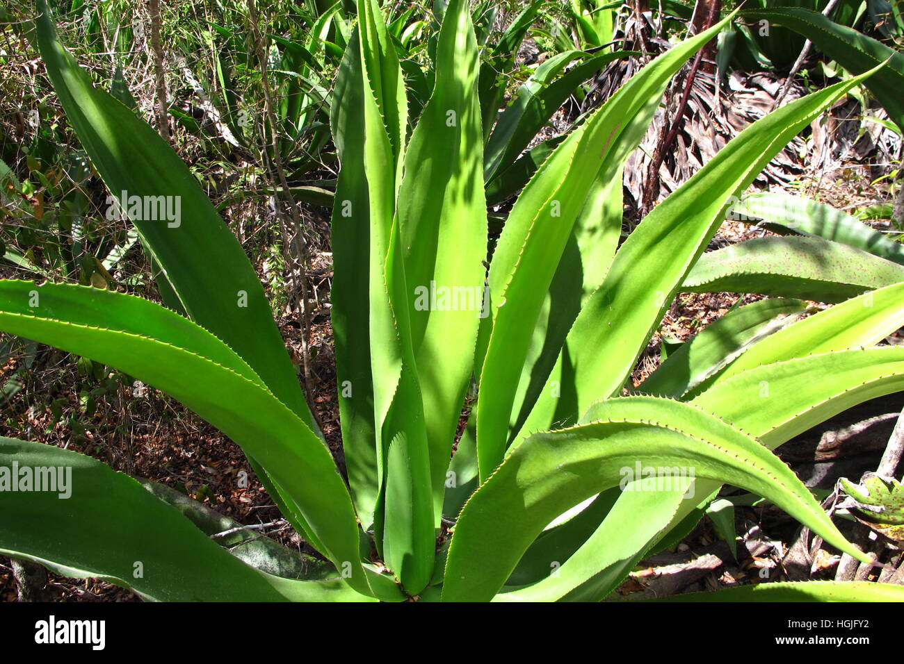 Puntiagudos hojas de la planta de Aloe Vera Tropical Foto de stock