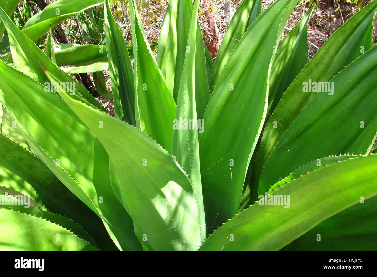 Planta de Aloe Vera tropical bajo el sol Foto de stock