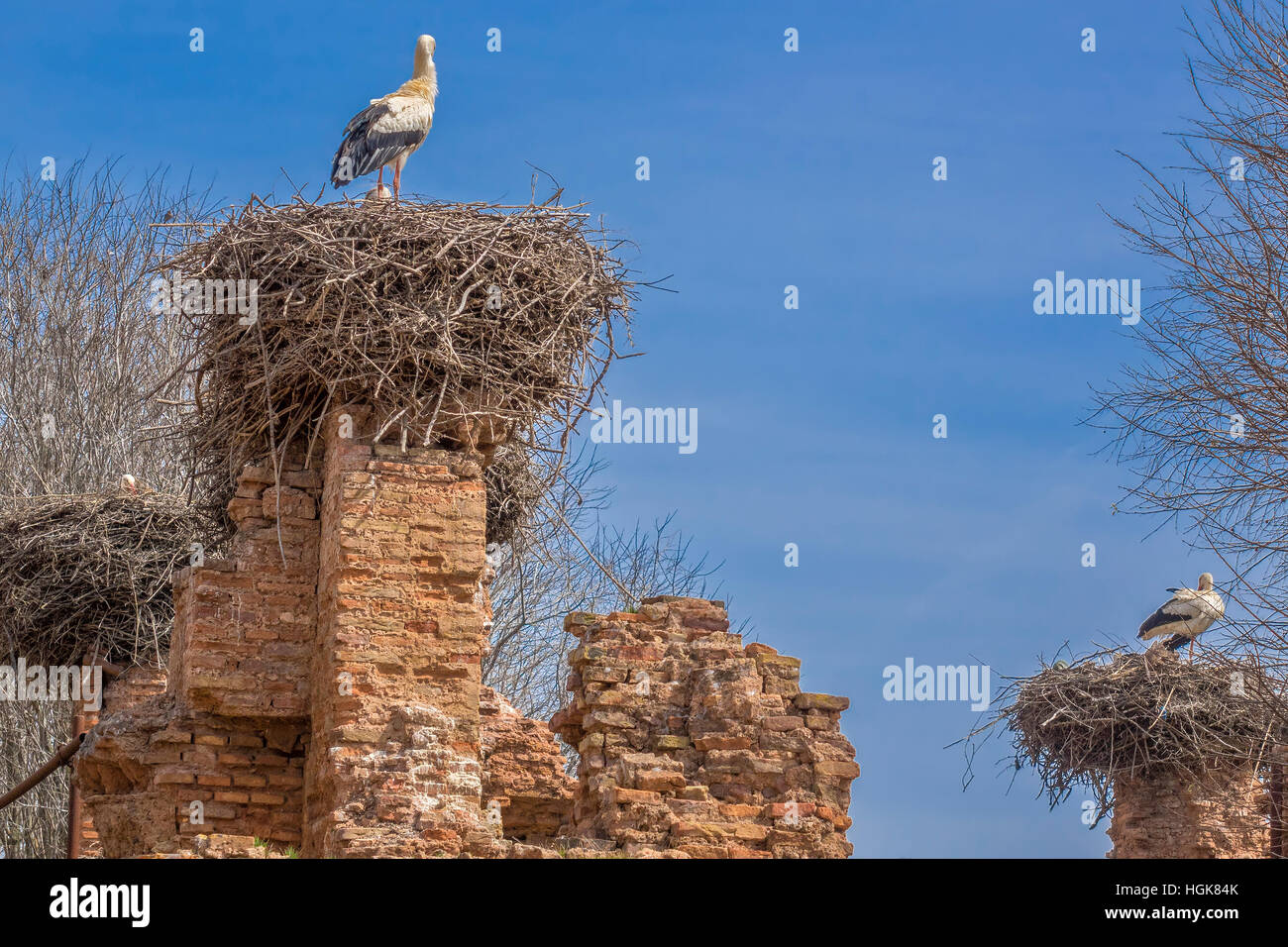 Cigüeñas blancas (Ciconia ciconia) en sus nidos Cellah Fortaleza Rabat Marruecos Foto de stock