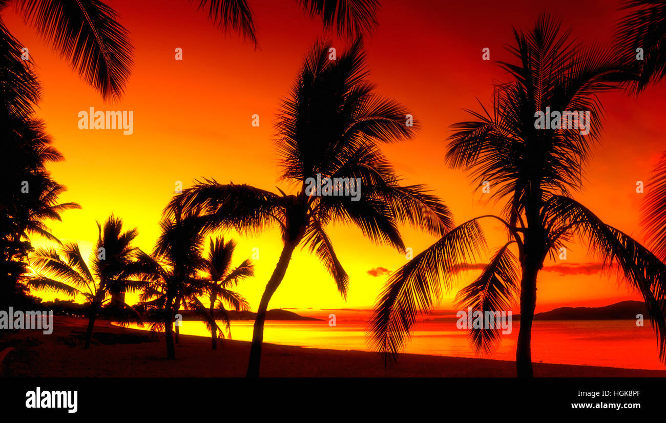 Siluetas de palmeras en una playa tropical al atardecer Foto de stock