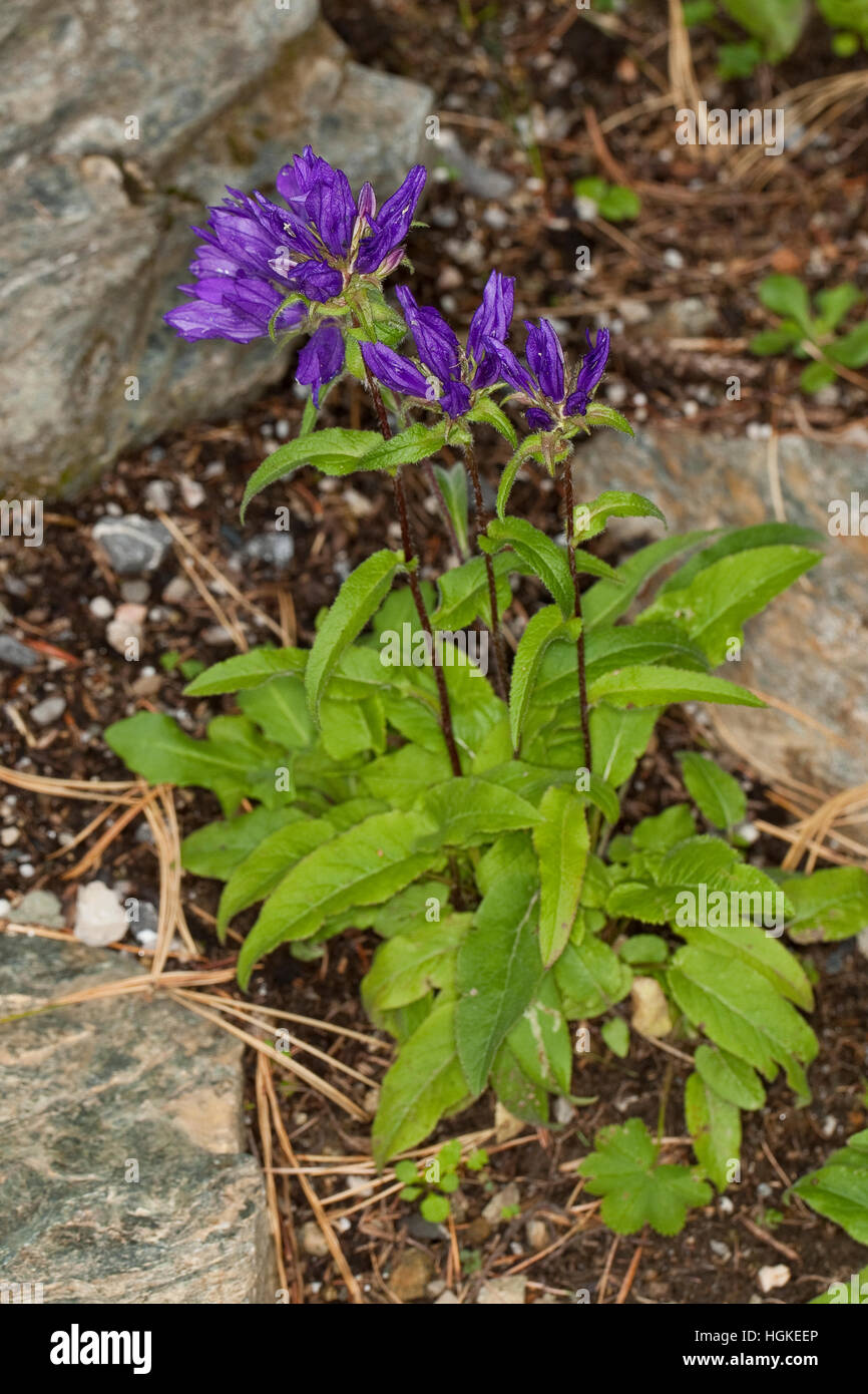 Knäul-Glockenblume Knäuelglockenblume Knäuel-Glockenblume,,,,, Glockenblume Knäulglockenblume Büschel-Glockenblume, Campanula glomerata, Clustered Bel Foto de stock
