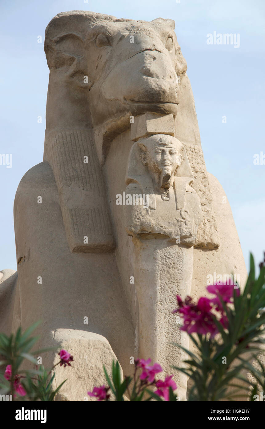 Vista de cerca de la Esfinge del dios Amon Ra, cuerpo de león y cabeza de una oveja y Rey Nectanebu de pie delante de la esfinge Foto de stock