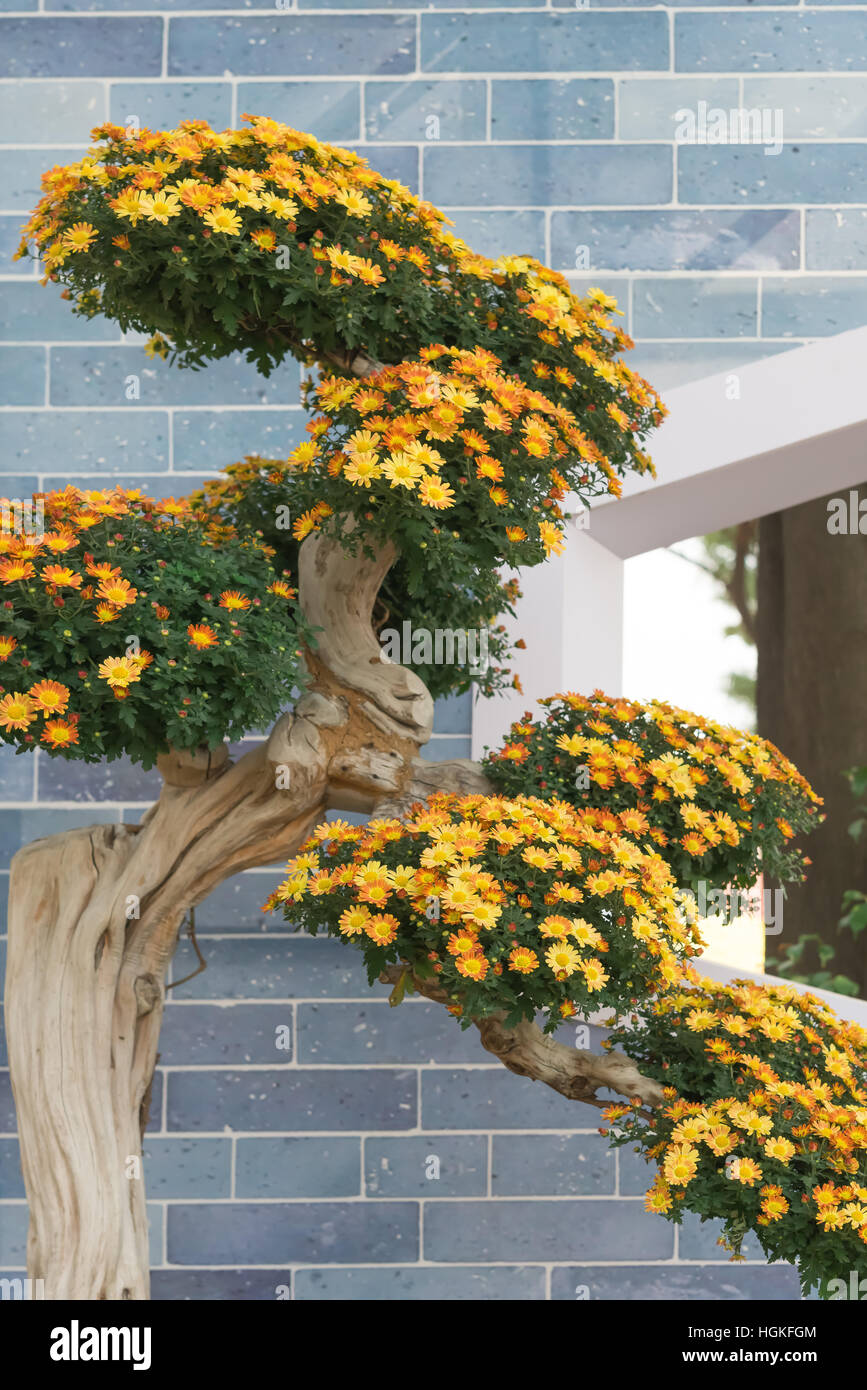 árbol bonsai con crisantemo amarillo fotografías e imágenes de alta