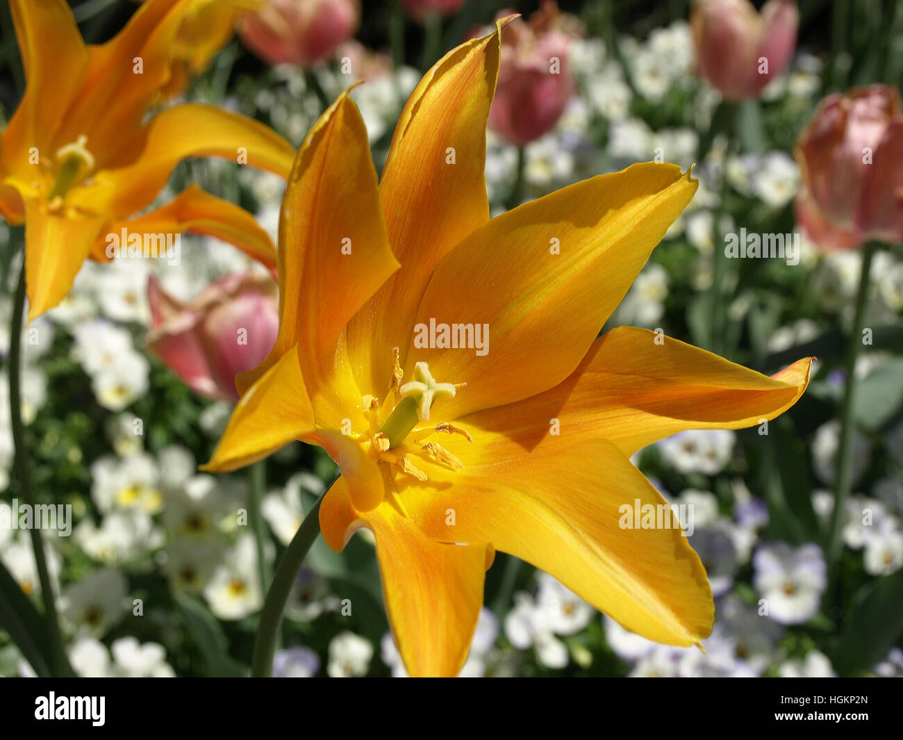 Flor lily tulip, resplandor de albaricoque, con un fondo suave de color blanco y rosa - flores tulipanes horizontal. Foto de stock