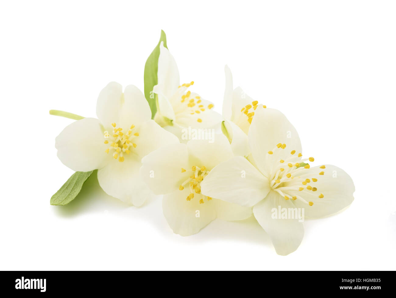 Flores de madera de perrito inglés aisladas sobre fondo blanco Fotografía  de stock - Alamy