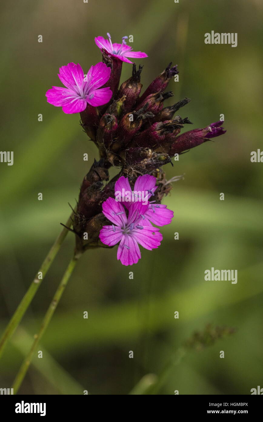 Rosa, Dianthus carthusianorum cartujos en flor en la piedra caliza de pastizales, Eslovaquia. Foto de stock